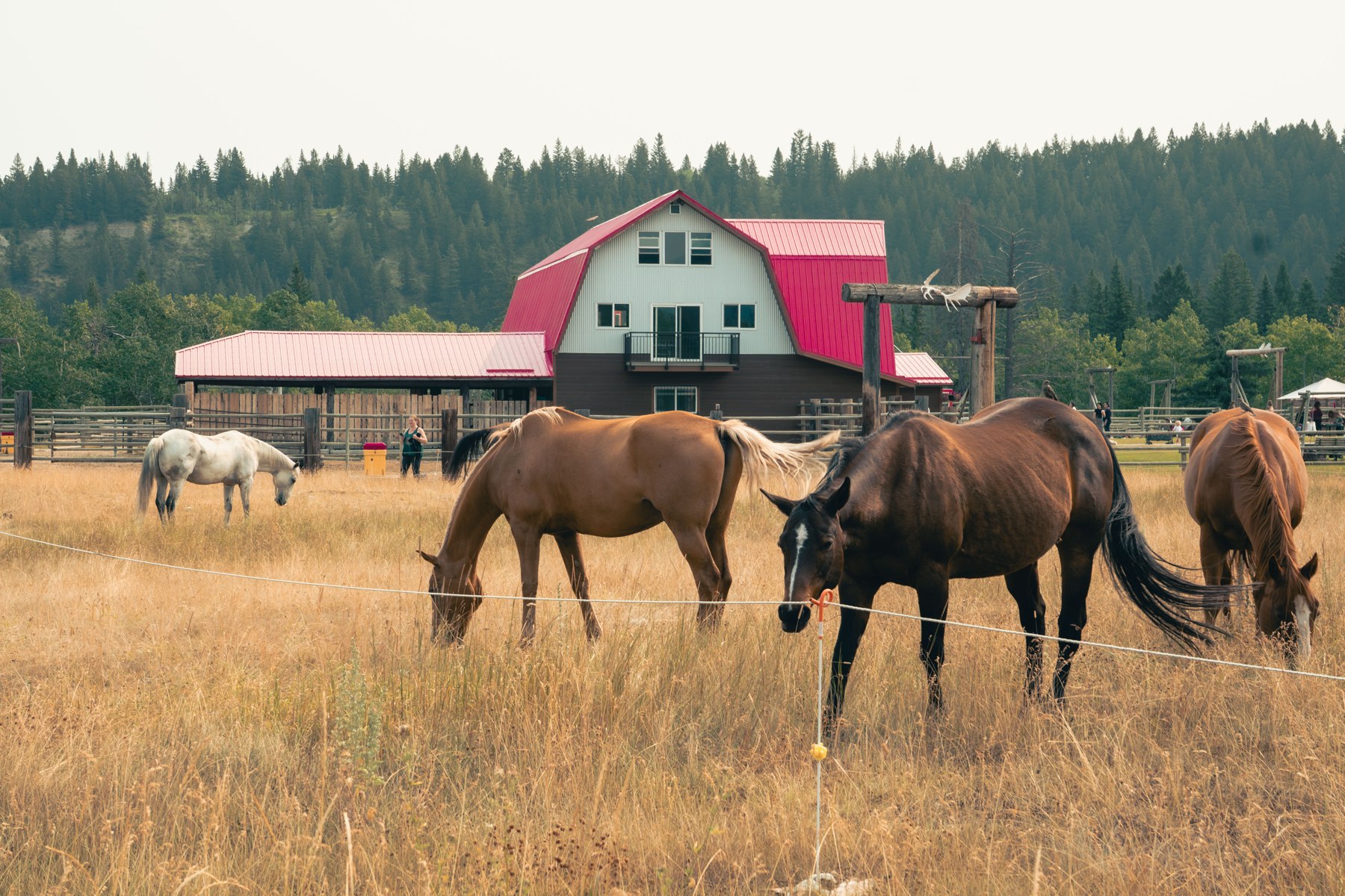 Horses grazing in front of a red-roofed barn at Star 6 Ranch